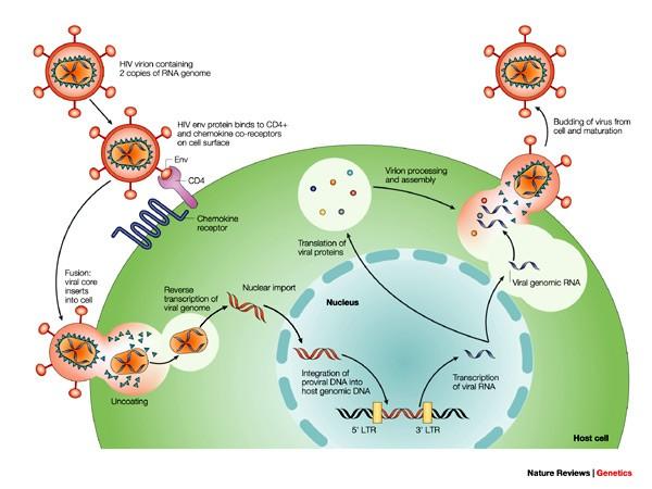 Without treatment, the latent period of the HIV provirus is about 10 years. HIV glycoproteins bind CD4 receptors. The viral envelope fuses with the cell plasma membrane.