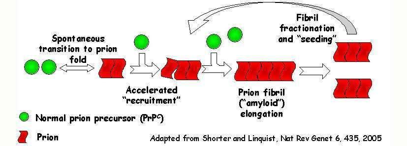 Prions Prions are protein only, vs. viroids (RNA) and viruses (nucleic acid + protein). Prions infect only animals.