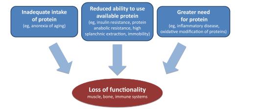 Aging-related causes of protein