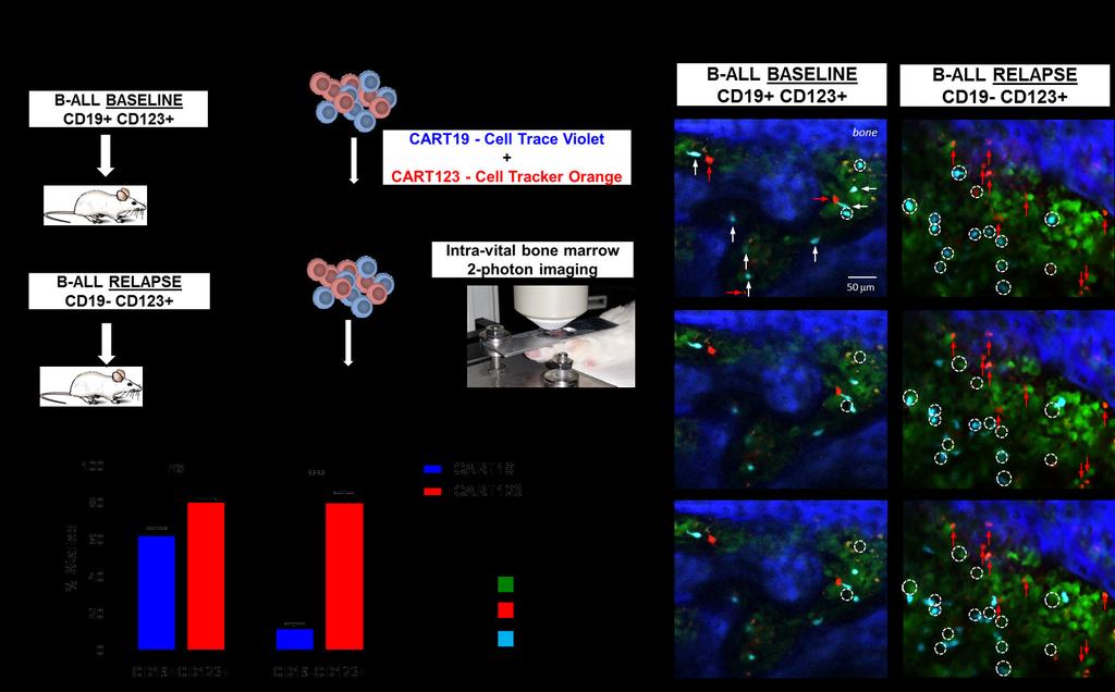 Figure S5: Multiphoton microscopy of B-ALL-CART interactions in skull bone marrow of xenograft mice. A.