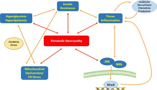 The metabolic syndrome and neuropathy: Therapeutic challenges and opportunities Hyperglycemia & hyperlipidemia incite feed-forward cycle of cellular damage, production of reactive oxygen species,