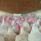 Mycotoxins have a significant negative impact on the poultry defense mechanism and