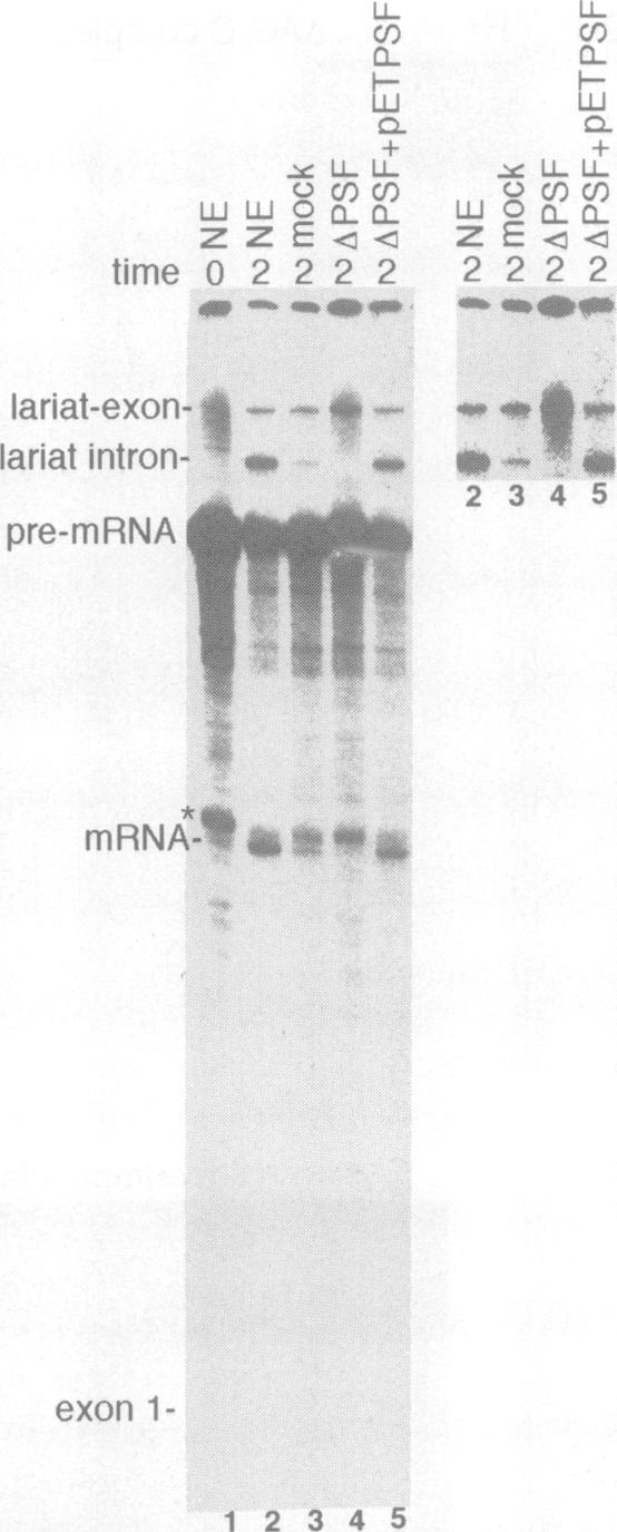 32P-labeled a-tropomyosin pre-mrna was incubated under splicing conditions for the times indicated in normal, mock-depleted or PSFimmunodepleted (APSF) nuclear extracts (lanes 1-4).
