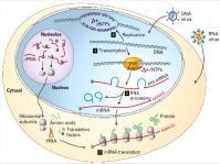 Ribosomal RNA (rrna) is a bottleneck for protein production in the cell DNA methylation