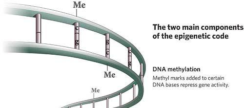 Epigenetics Heritable modifications of DNA or chromatin that affect gene function, but not DNA sequence.