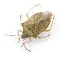 Stinkbugs Stinkbugs also have the potential to cause problems. The most common damaging species found in soybean are brown, green and southern green stinkbug.