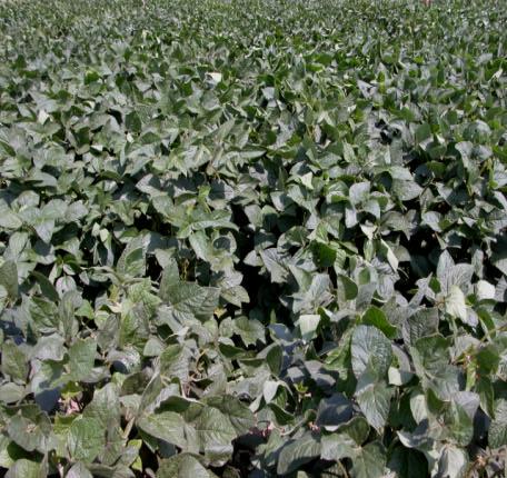 Does Soybean Aphid Density Associated with