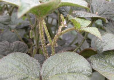 Aphid Density Associated with Soybean Lines not Consistently Related to Virus Symptoms Susceptible to aphid Usually severe virus Soybean response to viruses Virus