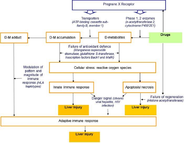 Pathogenesis of ATDILI Ramappa &