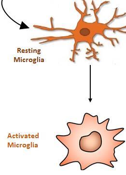 loss - LTP loss - neuronal atrophy - neurite degen - MG activation TSPO