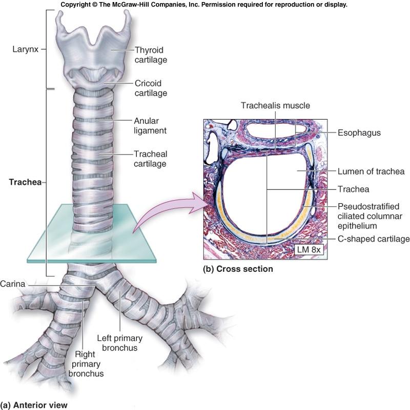 Components of LRT (cont.) Trachea (windpipe) Fibro elastic tube (4.5 to 5.