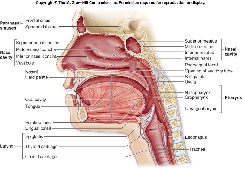 Overview of Structures Upper Respiratory