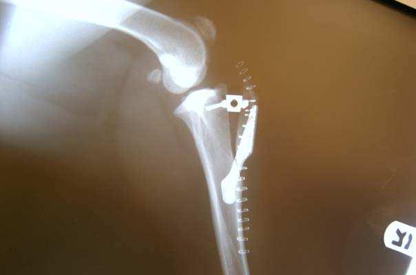 Postoperative recovery from knee surgery, regardless if TPLO or TTA is performed, requires that your pet be kept quiet.