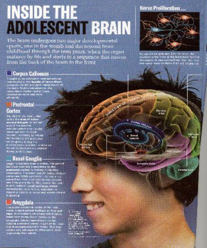 Implications of Brain Development for Adolescent Behavior Preference for. 1. physical activity 2. high excitement and rewarding activities 3.