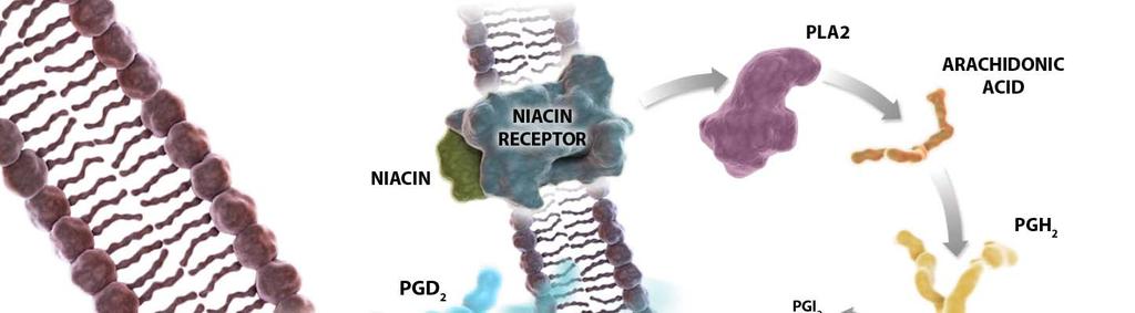 Nicotinic Acid Receptor (GPR109A):