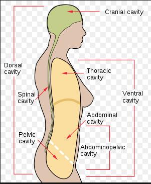 BODY CAVITIES Dorsal body cavity Cranial cavity Spinal cavity Ventral