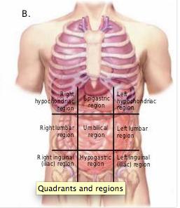 ABDOMINOPELVIC REGIONS Umbilical Region Epigastric Region Hypogastric (pubic) Region Right Iliac (inguinal) Region