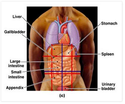 ANTERIOR VIEW OF VENTRAL BODY CAVITY ORGAN S Lungs Liver Heart Diaphragm