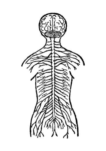 Cerebrum The Nervous System Answer Key Cerebellum Spinal