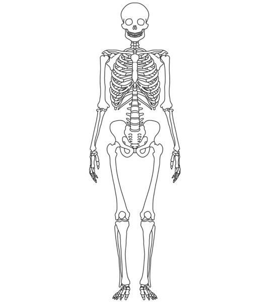 The Skeletal System Answer Key Skull Humerus Ulna Spine Femur Sternum Scapula Ribs Radius