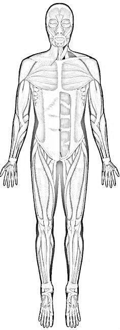 The Muscular System Answer Key Frontalis Deltoid Biceps Pectoralis Quadriceps