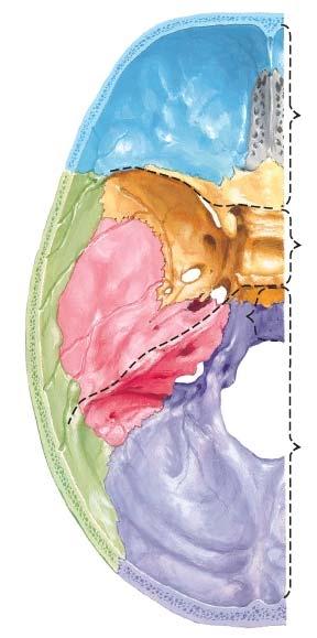 Intracranial Fossae ACF MCF PCF Anterior Cranial Fossa (frontal lobe)