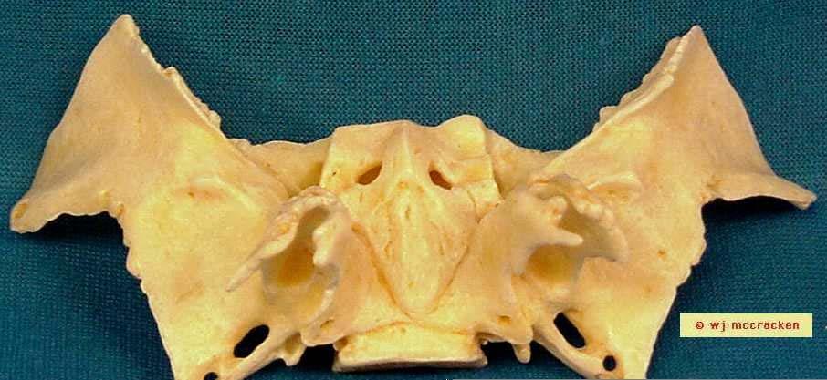 Sphenoid bone, Inferior view (with parts visible from outside of skull) Pterygoid fossa Pterygoid process