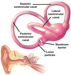Vestibular Sense Sensory information about motion, and spatial orientation is provided by the vestibular system of your inner ear.
