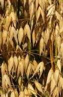 Classification Impact of cereals New