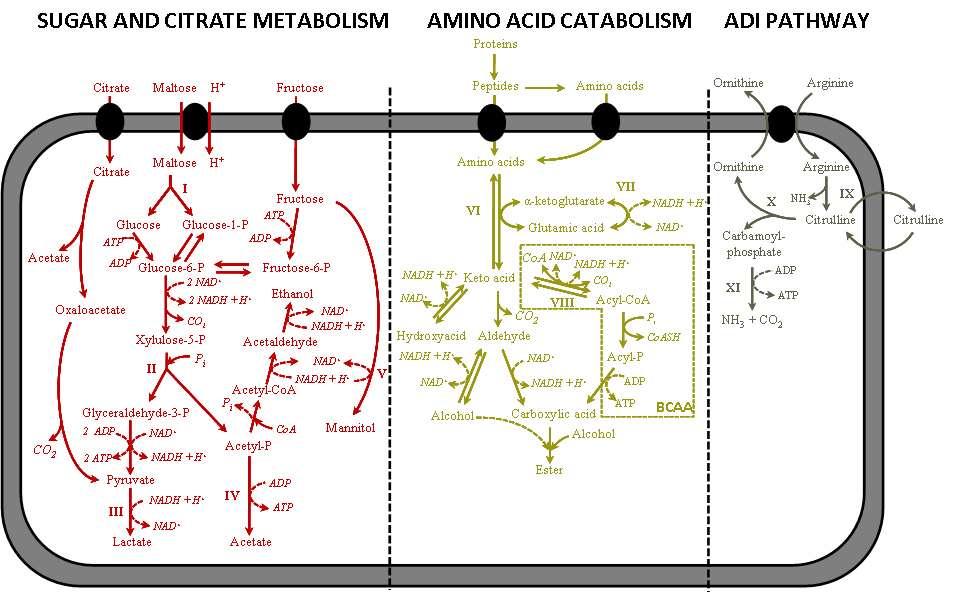 Lactic acid bacteria metabolism 19 De Vuyst et al.