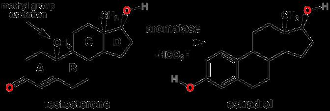 The role of aromatase in conversion of