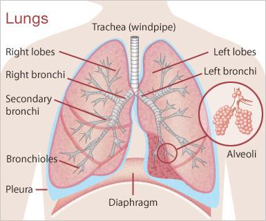 Basic anatomy of your lungs You have 2 lungs. They are located in your chest. You have 1 lung on each side of your chest. Your right lung has 3 lobes or parts. Your left lung has 2 lobes.