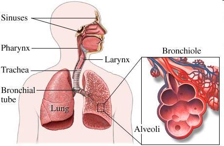 Respiratory Absorption The respiratory system is under attack by Toxic gases Particulates Aerosols volatile organic solvents Absorption regions Nasopharyngeal Tracheobronchial Alveolar and terminal
