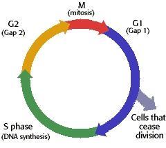 Cell Cycle https://www.youtube.