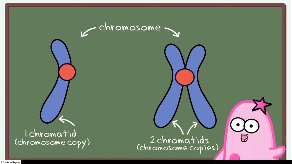 CHROMOSOMES: