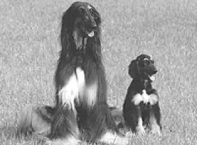 12. The photograph shows a dog called Snuppy. Snuppy was the first dog to be produced by cloning. He was cloned using cells from the skin of his father.