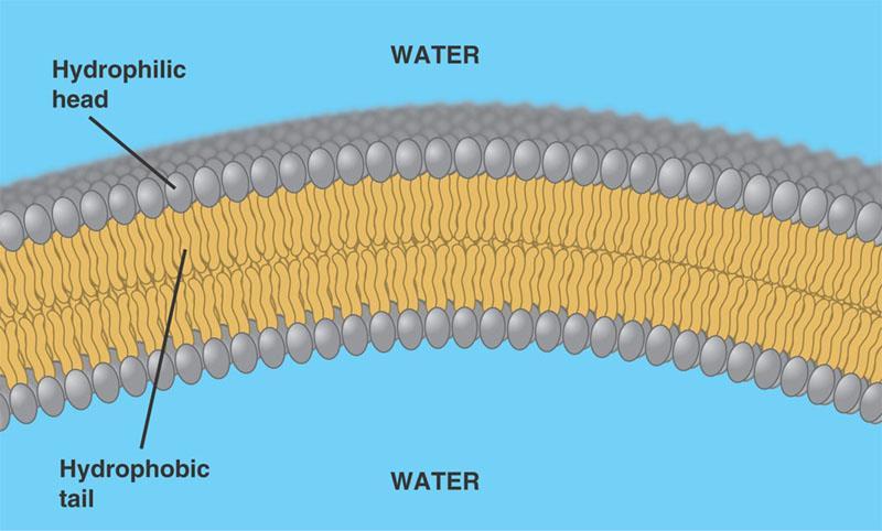 Plasma Membrane Encloses cell content Regulates movement of materials in and out of cell