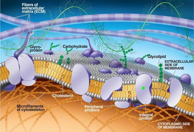 Cell Membrane & ECM