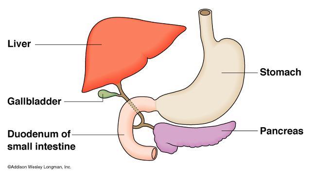 Digestive Glands: Liver and