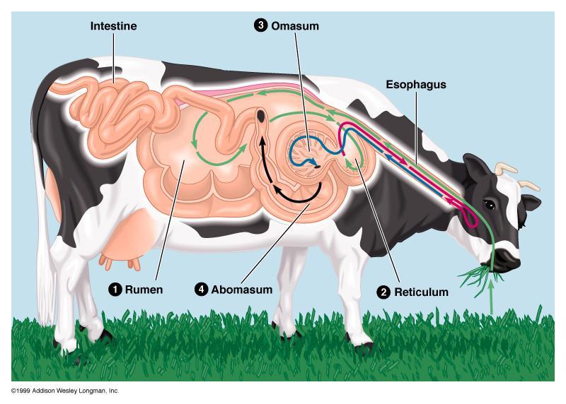 Animal Digestive Systems Are Adapted to Their Diets Ruminant