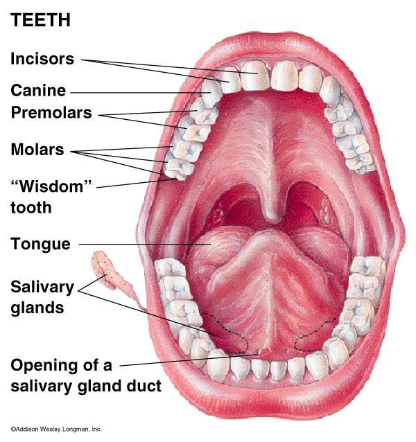 Mouth: Ingestion, Mechanical