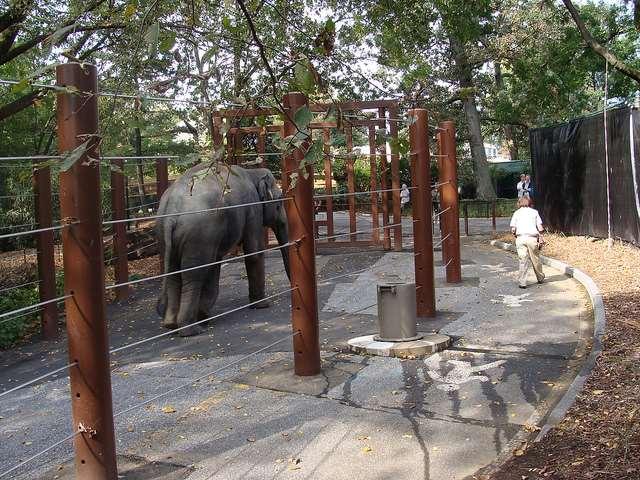 Sometimes, elephants are given access to the elephant exercise trek, where they can walk up an enclosed