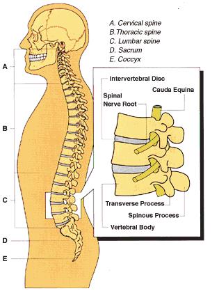 Can you explain the spine? The spinal column is made up of 33 bones called vertebrae with discs that act as shock absorbers in between.