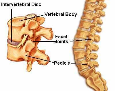 Your Consultant / Doctor has advised you to have a Lumbar Microdiscectomy. What is a Prolapsed Disc?
