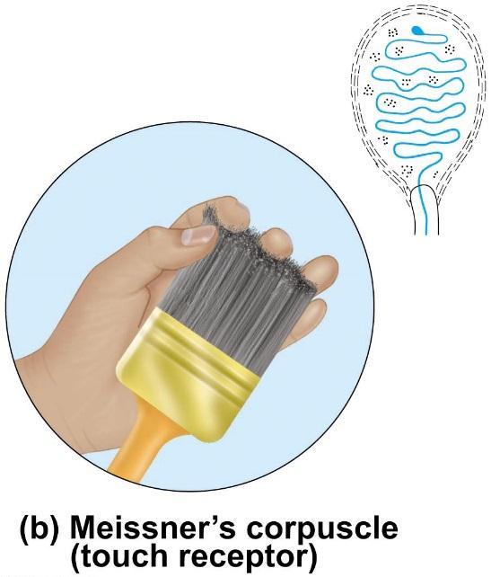 Cutaneous Receptors Sensory receptors in the skin