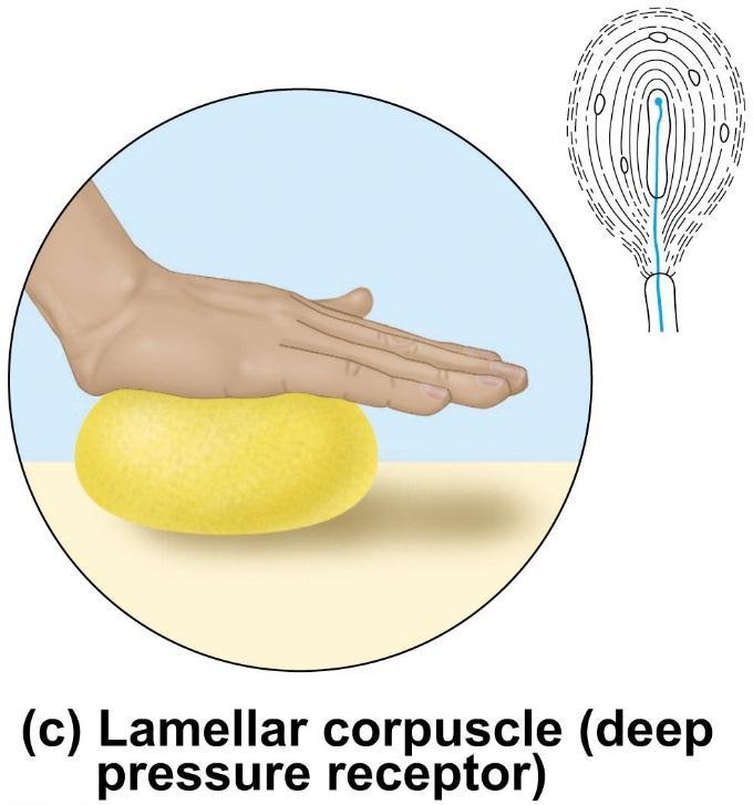 closer to the surface of the skin Lamellar corpuscle