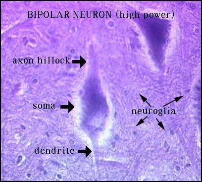 Bipolar neuron two processes coming off cell body