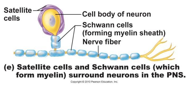 Oligodendrocytes form myelin sheaths on axons in the CNS Schwann cells
