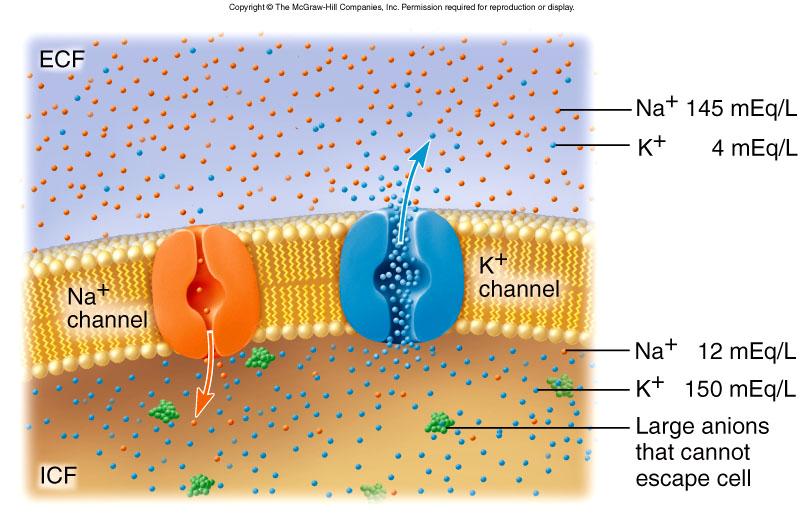 Ionic Basis of Resting Membrane Potential Na + concentrated