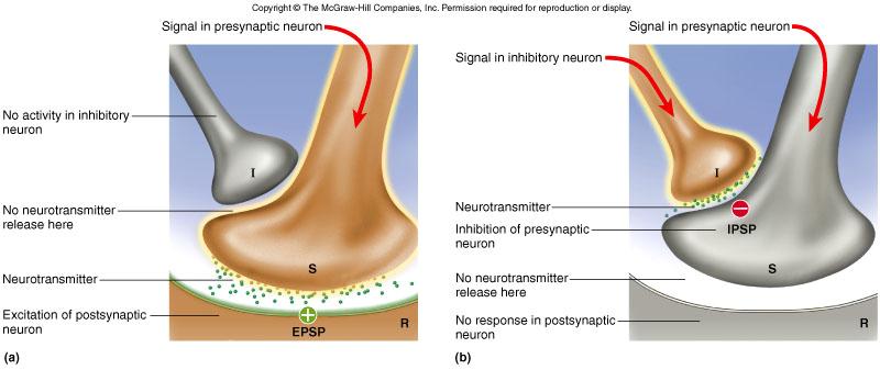 Presynaptic Inhibition One presynaptic neuron suppresses another neuron I releases inhibitory GABA